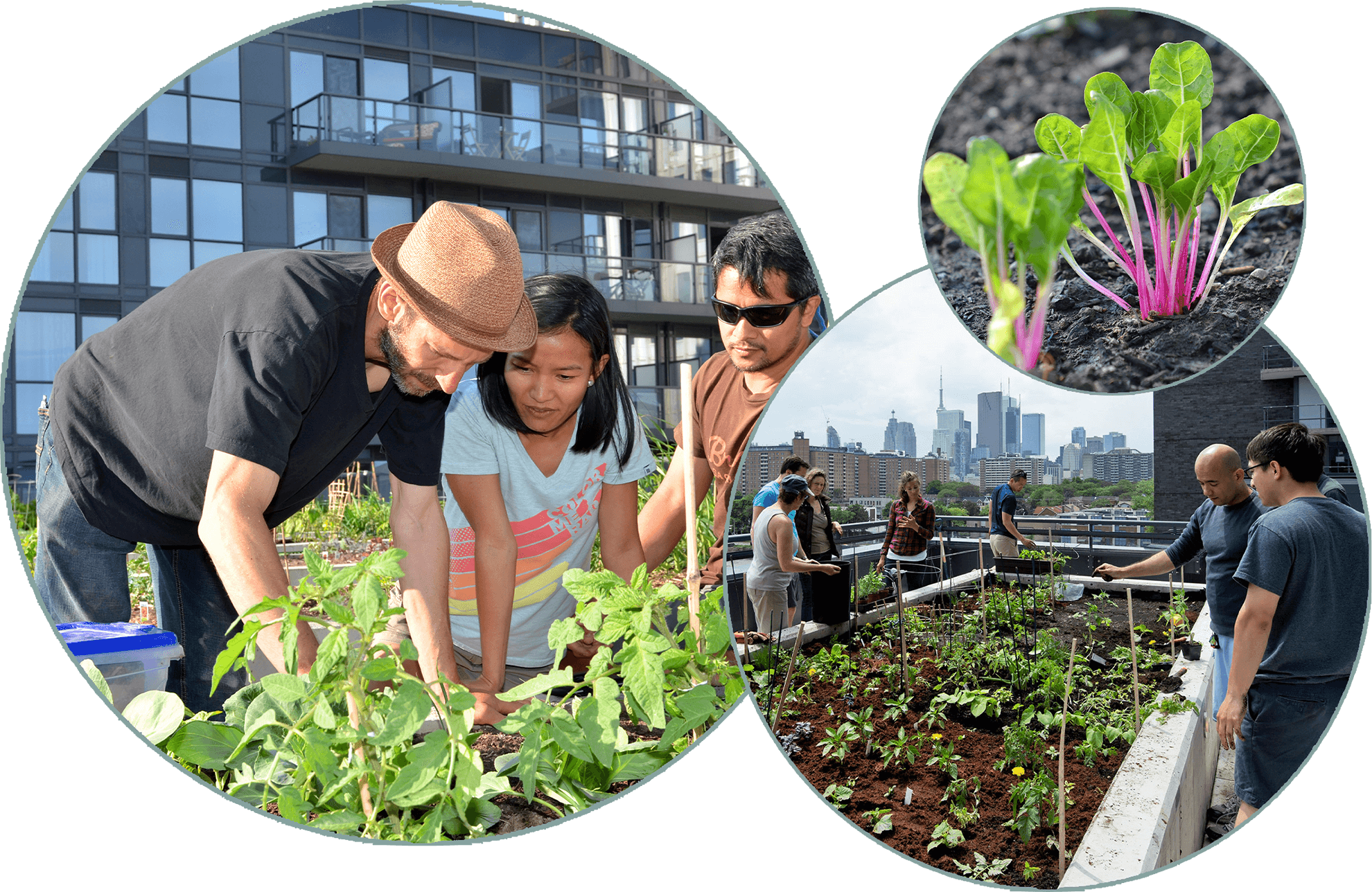 Rooftop Gardening